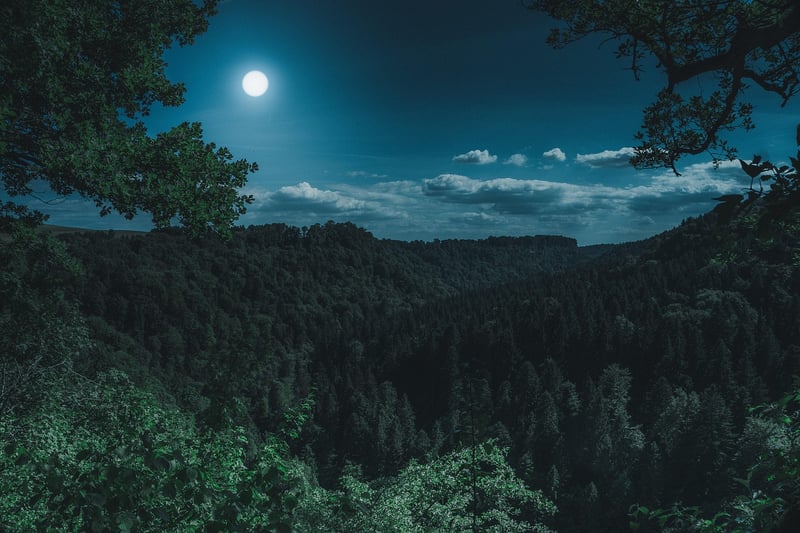 Mystical Forest Reception